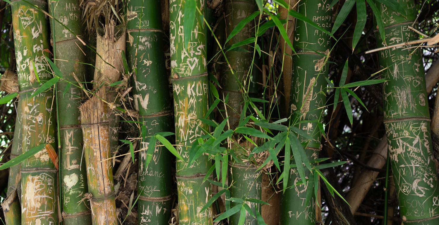 Tipa-Tipa - Bambous